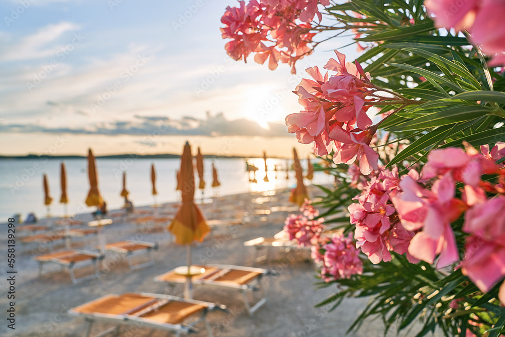 Pink oleander flowers at an empty evening beach
