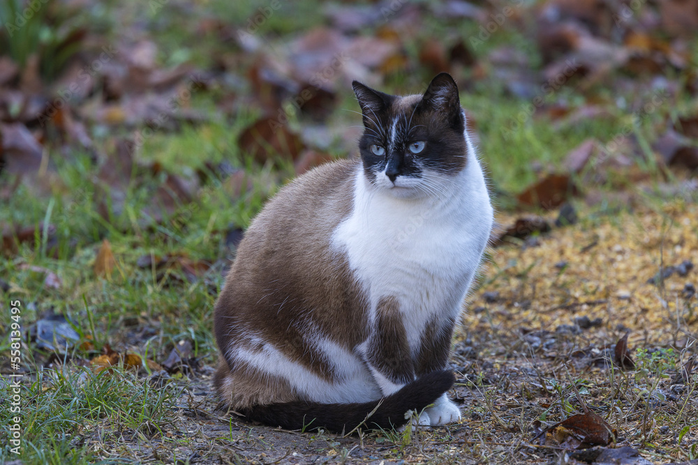 Fototapeta premium Portrait of a blue-eyed cat sitting in the grass