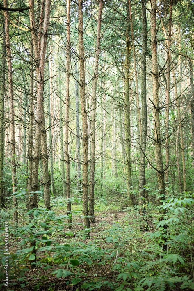 Obraz premium Polish forrest