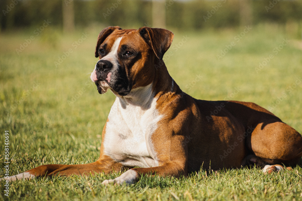 beautiful boxer dog portrait on green meadow