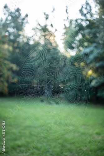 Spiderweb