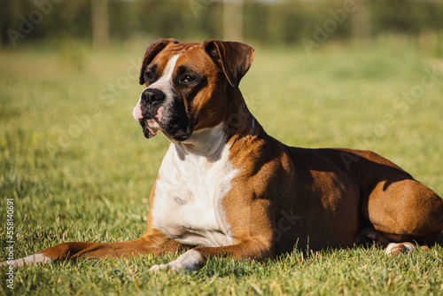 beautiful boxer dog portrait on green meadow © Benjamin