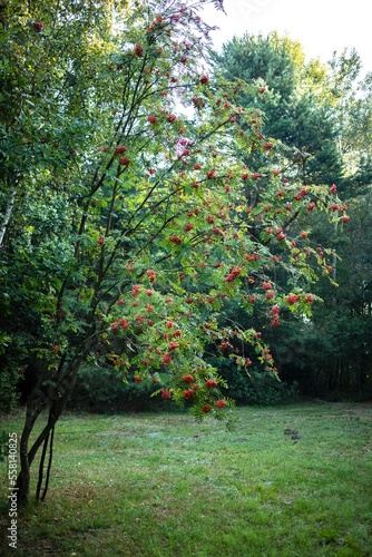 Polish forrest