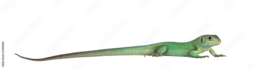 Side view of Western Green Lizard aka Lacerta bilineata. Isolated on white background. Side view of Western Green Lizard aka Lacerta bilineata. Isolated on white background.