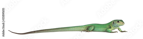 Side view of Western Green Lizard aka Lacerta bilineata. Isolated on white background. © Nynke