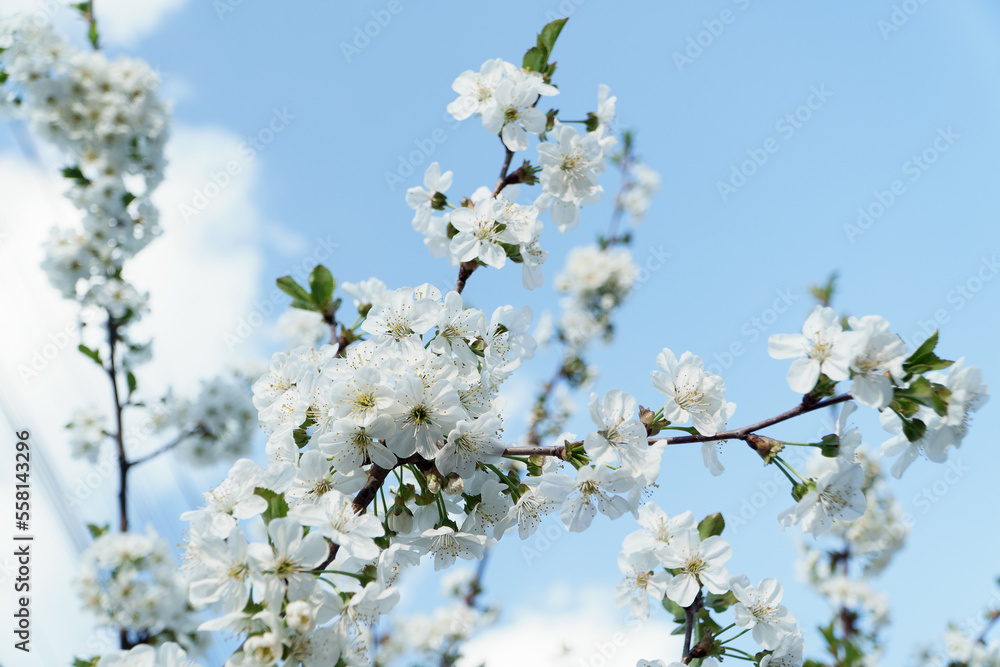 Branches of cherry blossoms against the sky. Branches of cherry blossoms against the sky.