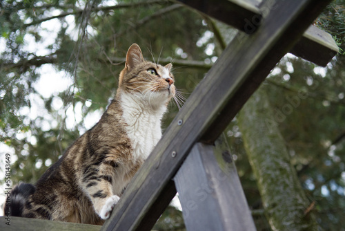 Black beige and white cat standing high on trellis, looking at something photo