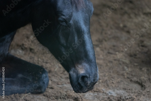 Ausschnitt Kopf von einem schwarz braunem Warmblut Pferd im Offenstall entspannt liegend auf Miscanthus Pellet Einstreu photo