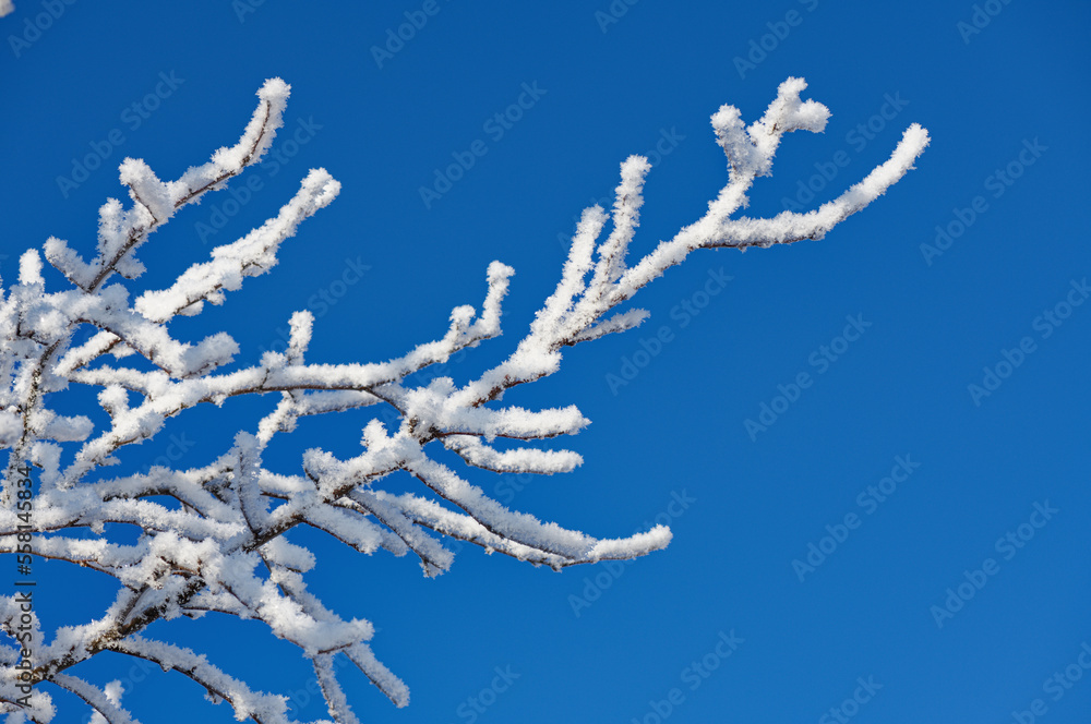 Twigs covered with ice and snow Twigs covered with ice and snow