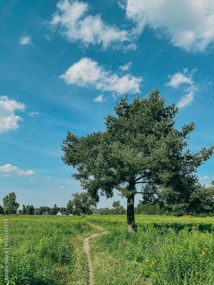 Obraz premium tree in the meadow