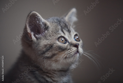 closeup portrait of cute british kitten © vprotastchik