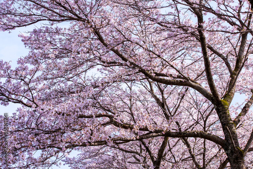 桜満開の桜並木