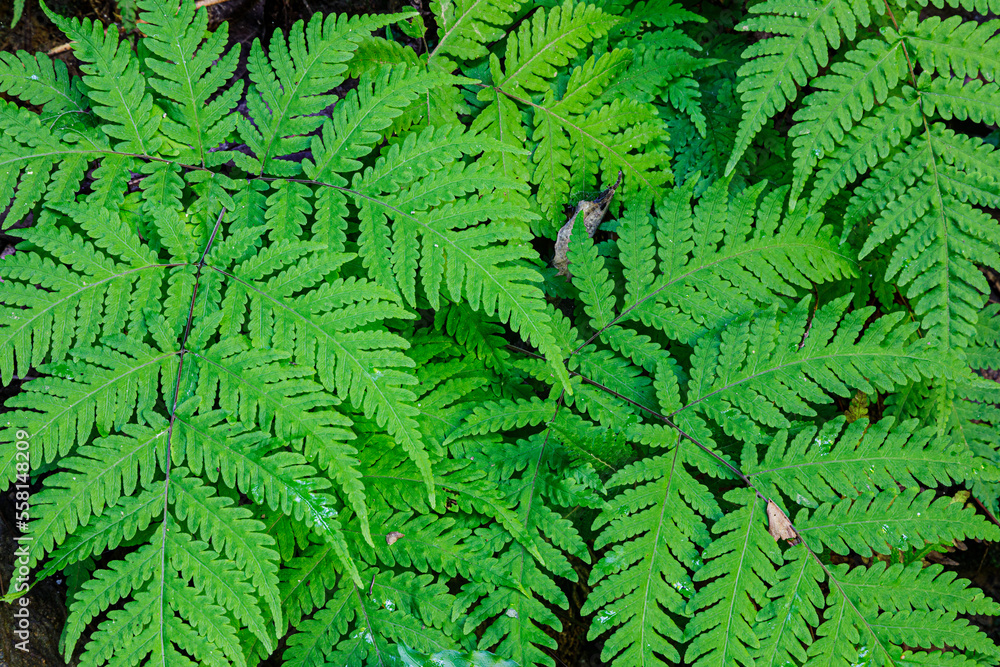Beautiful pattern of Ferns in the forests of China