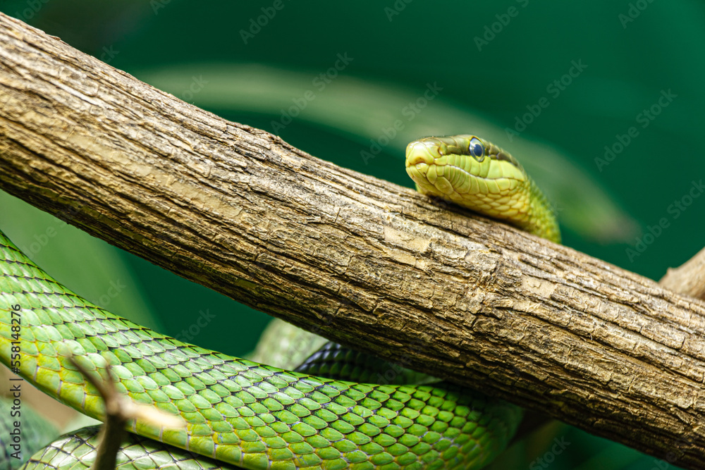 Red tailed ratsnake found throughout the forest of Southeaast Asia Red tailed ratsnake found throughout the forest of Southeaast Asia