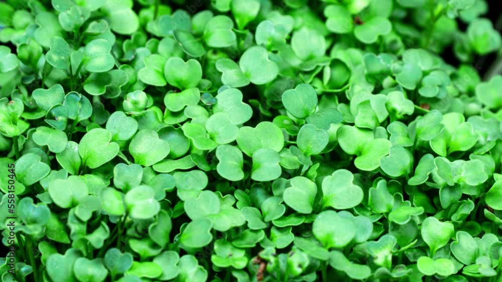 Mircogreens Arugula from Seeds to Salad Seedling in Time Lapse Growth.  Green Grass. Dew on the Grass. Germinated Arugula Seeds as Healthy Micro Greens. Seedling Plants for Vegans 
