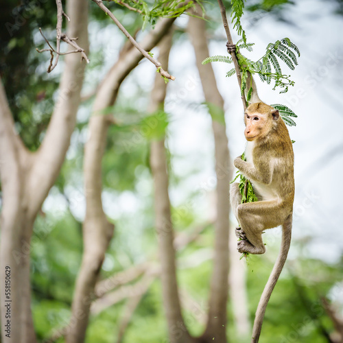 Photography Portrait one monkey or Macaca is dangling, looking like Tarzan on a branch