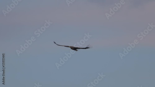 Slow motion of white tailed eagle Haliaeetus albicilla flying towards camera in blue sky with clouds