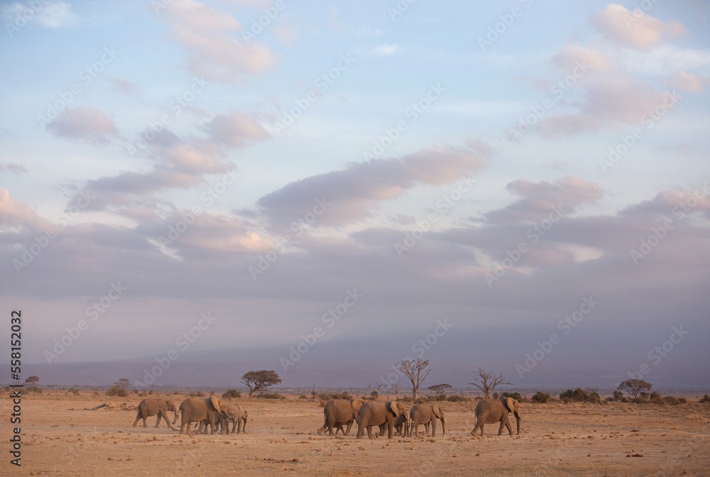 A herd of elephants with dense cloud at the backdrop, Ambosli national park, Kenya