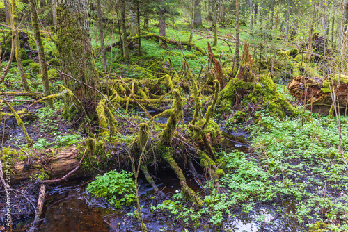 Fallen trees covered with moss in an swamp at a old growth forest