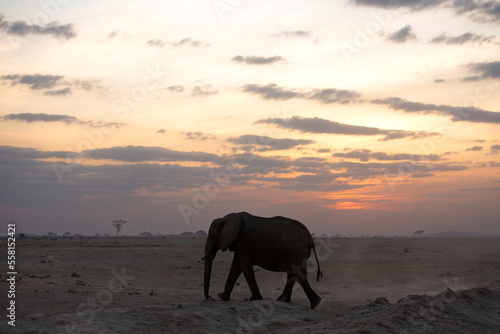 Silhouette of African elephant during sunset at Amboseli, Kenya