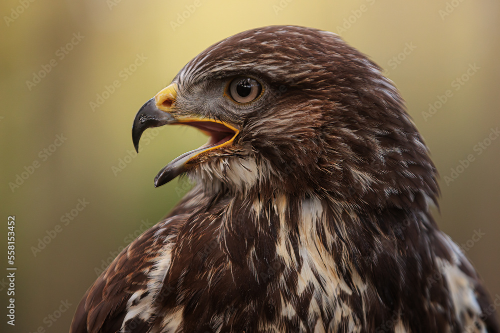 Obraz premium common buzzard (Buteo buteo) portrait from the side
