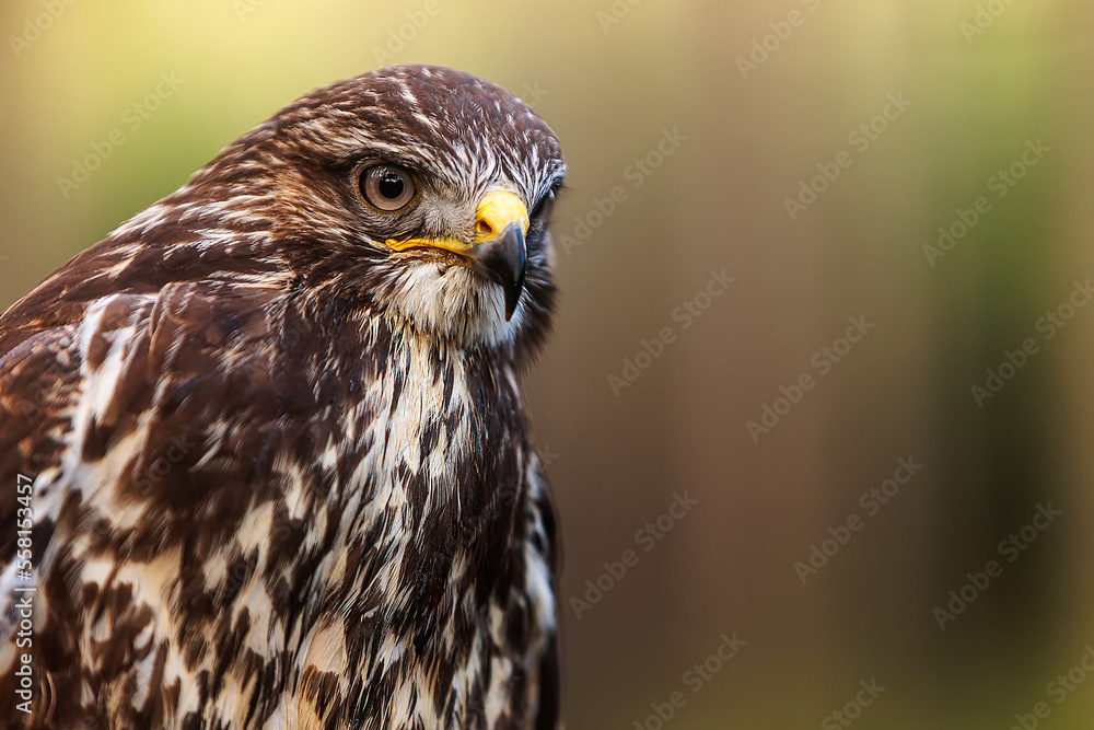 common buzzard (Buteo buteo) portrait from the front common buzzard (Buteo buteo) portrait from the front