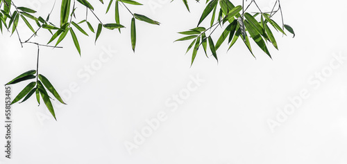Fototapeta Naklejka Na Ścianę i Meble -  bamboo leaves on a white background