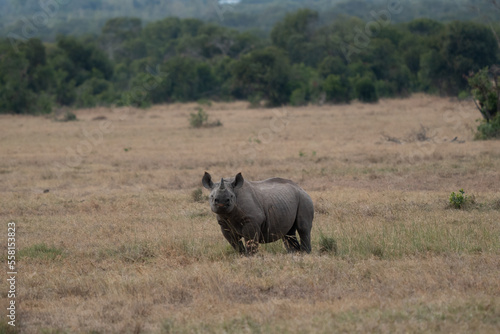 White Rhinoceros Ceratotherium simum Kenya Africa.