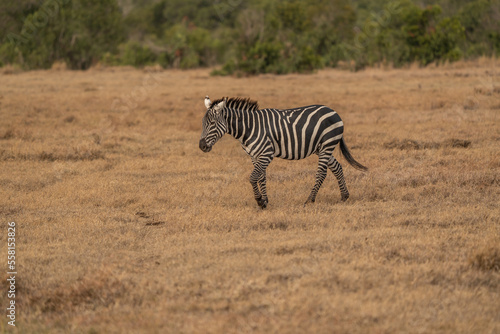 african plains zebra on the dry brown savannah grasslands browsing and grazing. focus is on the zebra with the background blurred  the animal is vigilant while it feeds