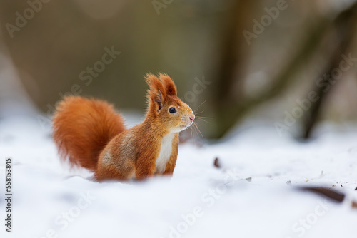 small animal Eurasian red squirrel (Sciurus vulgaris) very close © michal