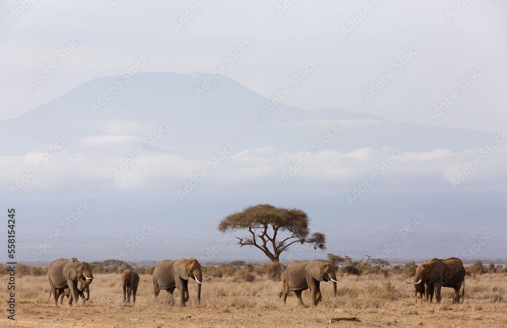 Elephants walking in Ambosli national park with Mount Kilimanjaro at the backdrop, Kenya Elephants walking in Ambosli national park with Mount Kilimanjaro at the backdrop, Kenya