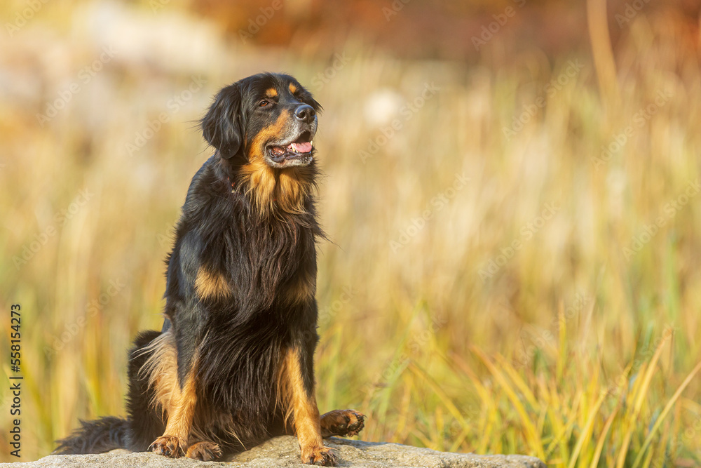 black and gold Hovie dog hovawart posing in a seated position black and gold Hovie dog hovawart posing in a seated position