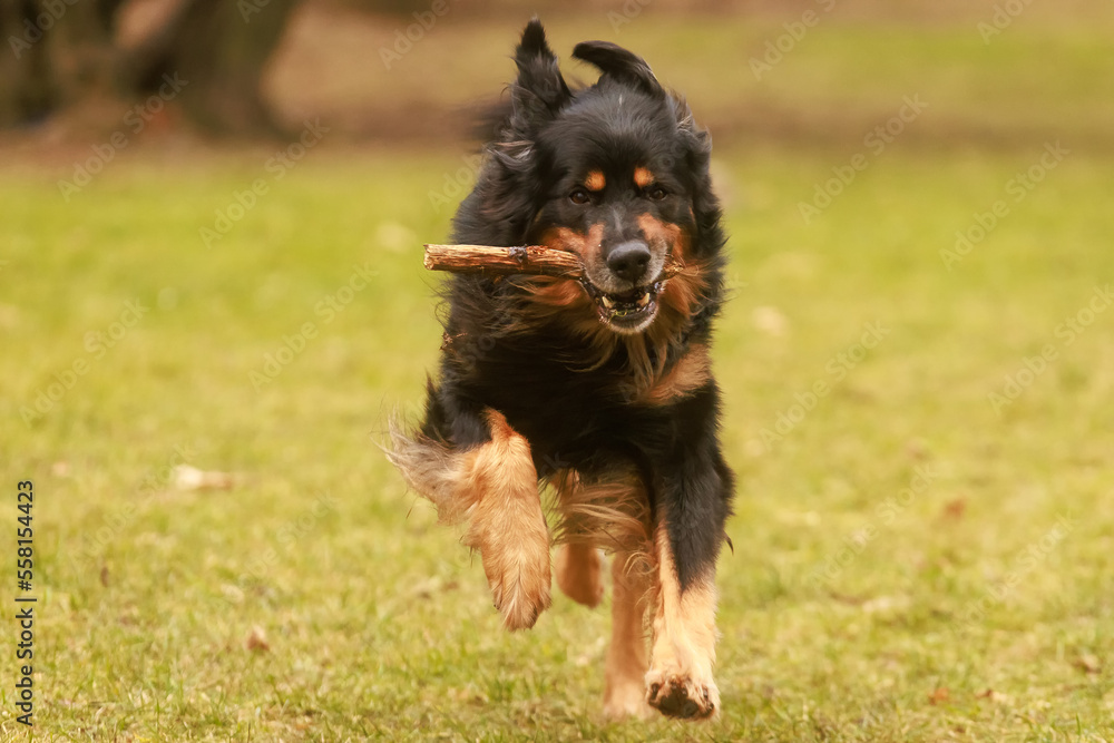 black and gold Hovie dog hovawart comes running up with a stick in his mouth black and gold Hovie dog hovawart comes running up with a stick in his mouth