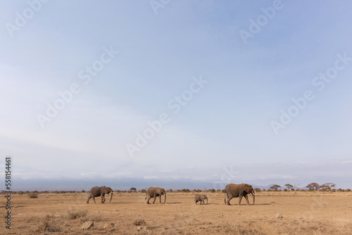 Elephants walking at Ambosli national park, Kenya