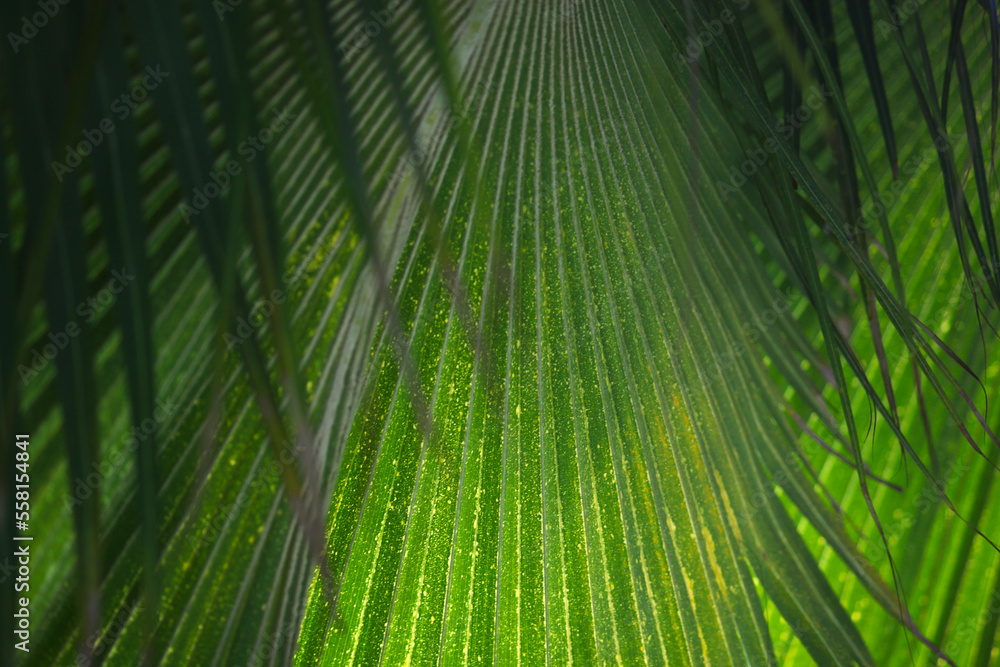 Obraz premium Tropical palm frond cover backlit texture with soft selective focus