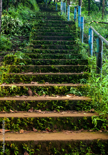 Old mossy stairs in the forest.