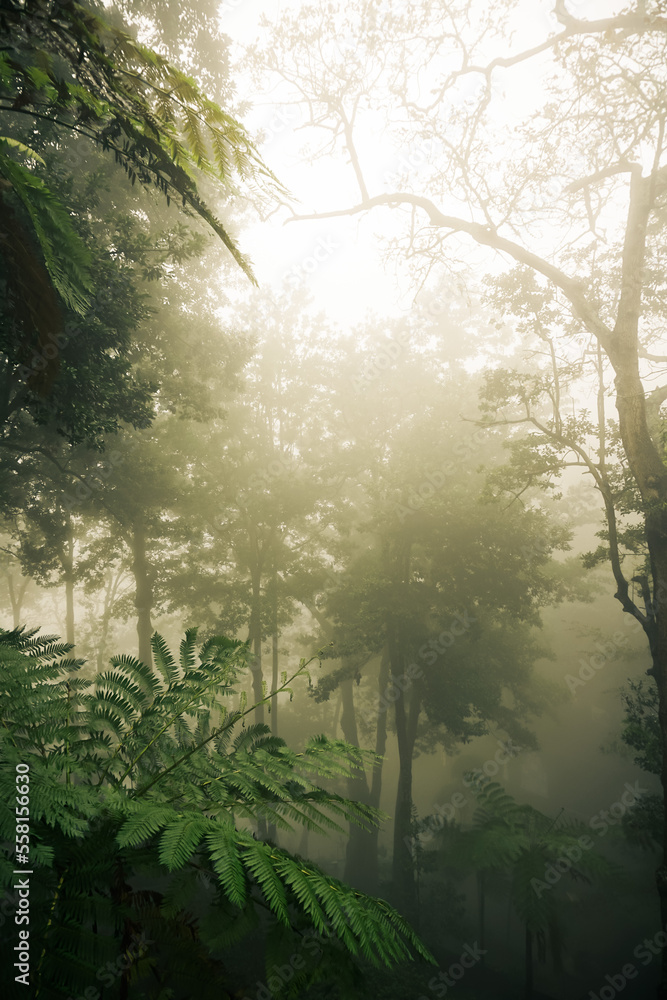 Obraz premium The sun breaks through the fog in a garden on Madeira island in Portugal 