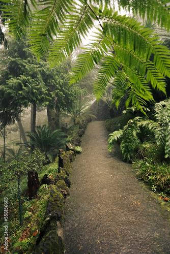 Fototapeta Naklejka Na Ścianę i Meble -  Road in the tropical forest	
