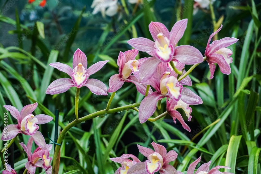 Pink Orchid in the garden with drops after rain Pink Orchid in the garden with drops after rain