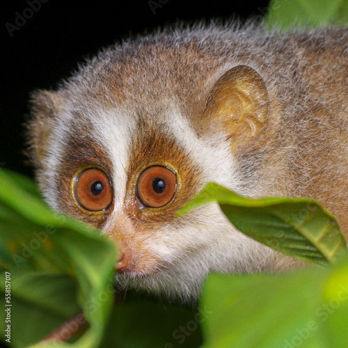 Slender loris from India
