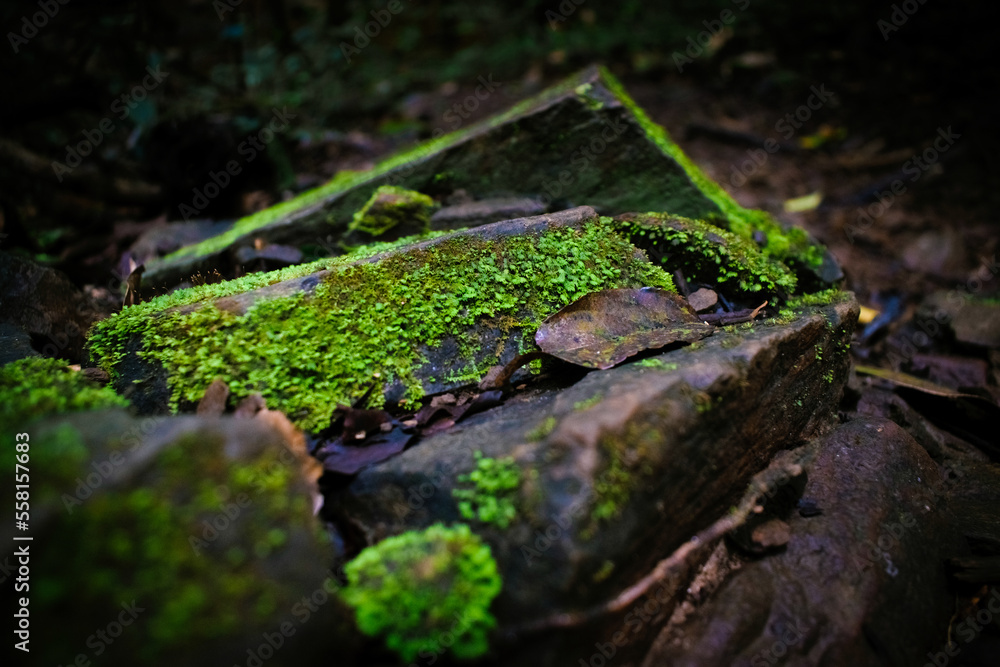Moss-covered stone. Beautiful moss and lichen covered stone, selective focus. Moss-covered stone. Beautiful moss and lichen covered stone, selective focus.