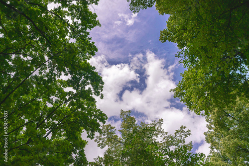 bottom view of high blue sky with white clouds through tree branches