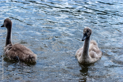 uccelli acquatici photo