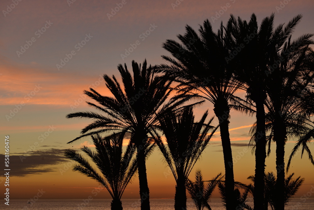 Agadir, Morocco, Africa. Date palms silhouetted against a coastal sunset.