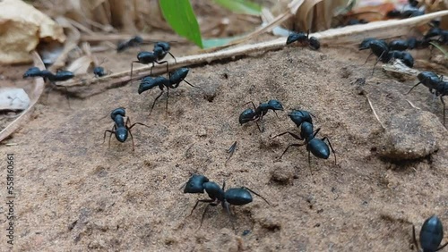 Ant colony with queen. likely black carpenter ants, photo