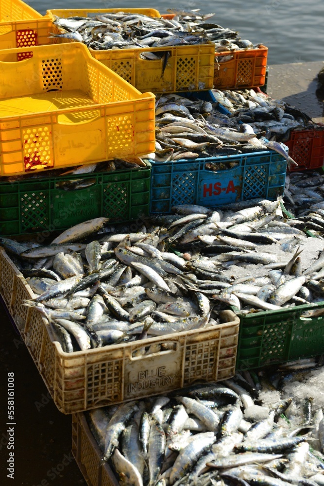 Obraz premium Essaouira, Morocco, Africa, the daily Sardine catch at the port.