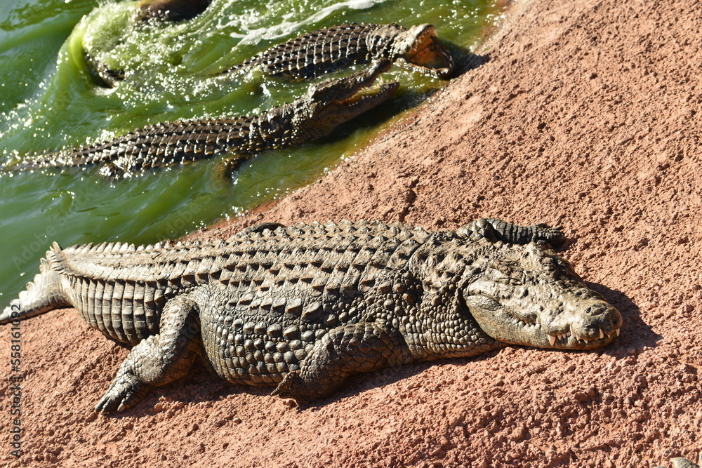 Fototapeta premium Agadir,Morocco,Africa, Nile Crocodile basking on the riverbank.