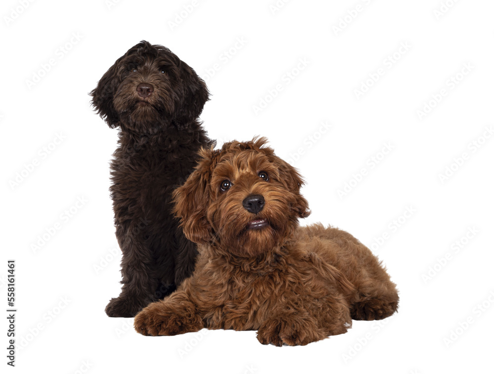 Red and chocolate Cobberdog aka Labradoodle pups, sitting and laying down together. Looking towards camera. Isolated cutout on a transparent background. Red and chocolate Cobberdog aka Labradoodle pups, sitting and laying down together. Looking towards camera. Isolated cutout on a transparent background.
