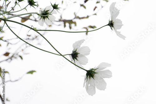 fiori bianchi di cosmos su sfondo bianco © oanacarare