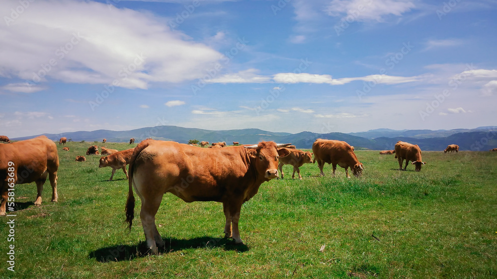 Vaches Aubrac Vaches Aubrac